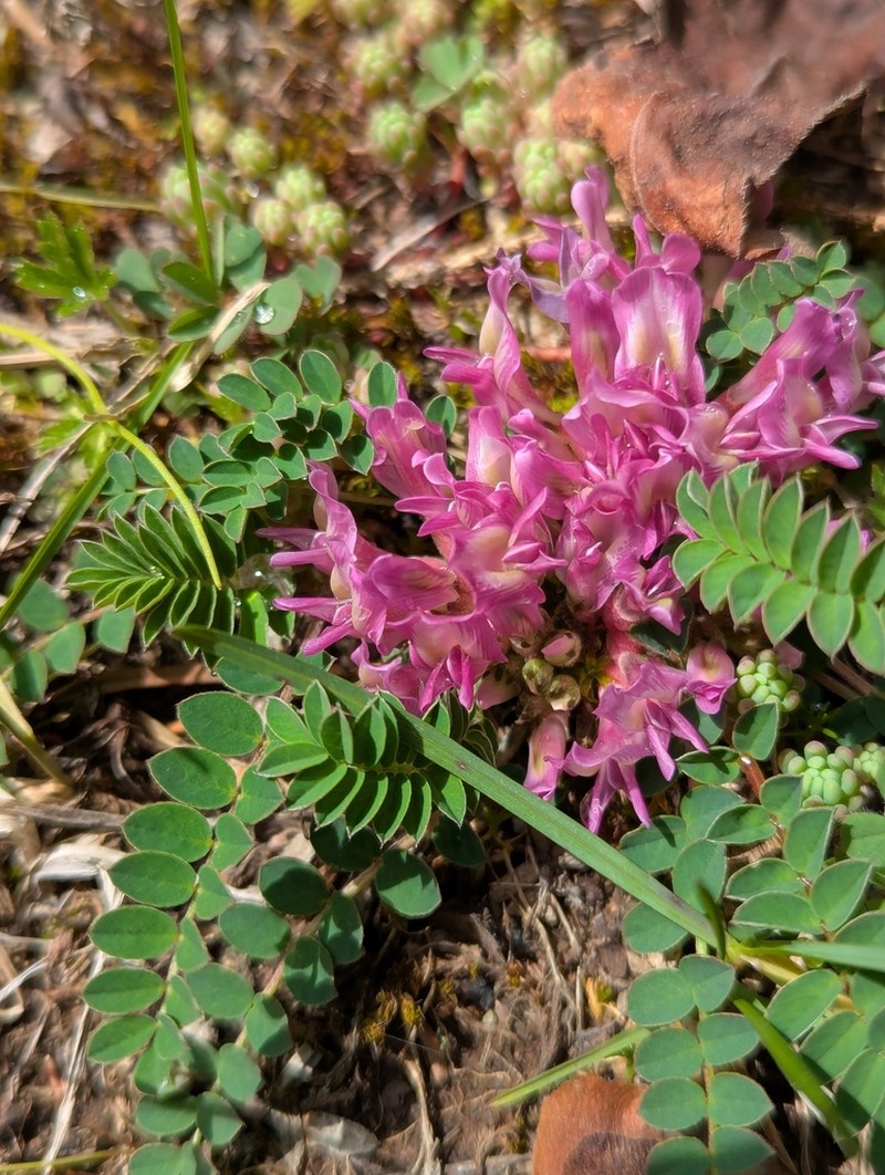 Astragalus frickii