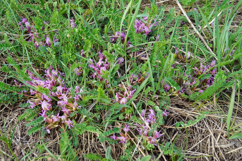 Astragalus frickii photo 2