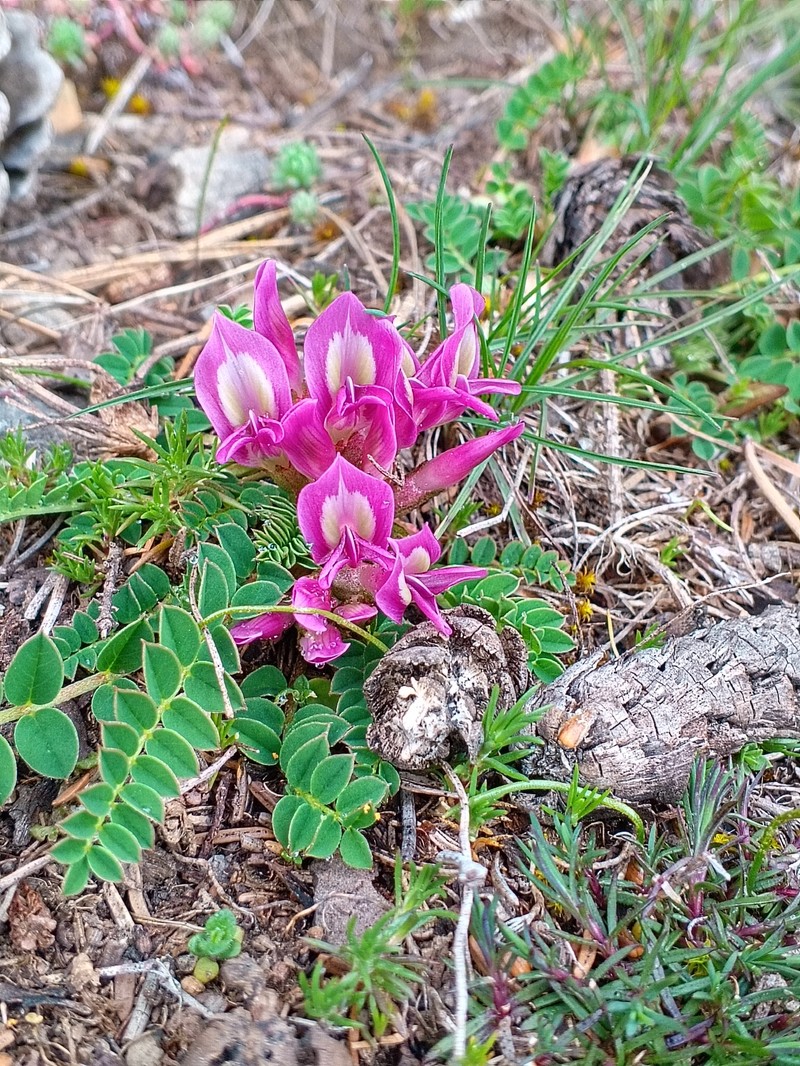 Astragalus frickii photo 4
