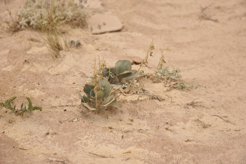 Astragalus fridae
