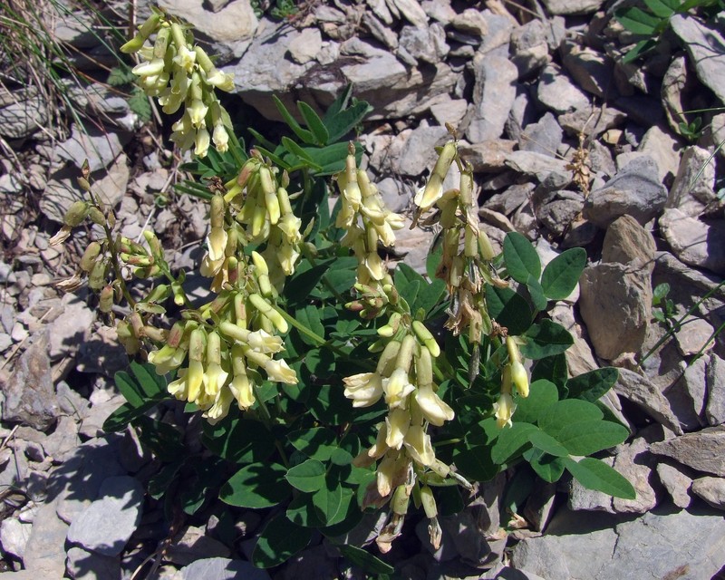 Astragalus frigidus photo 2