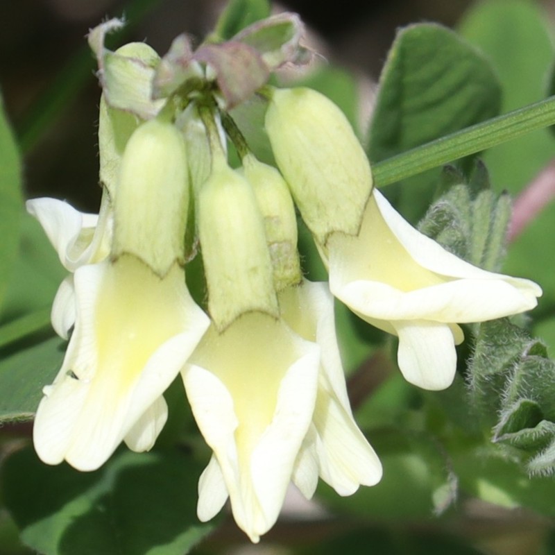 Astragalus frigidus photo 3