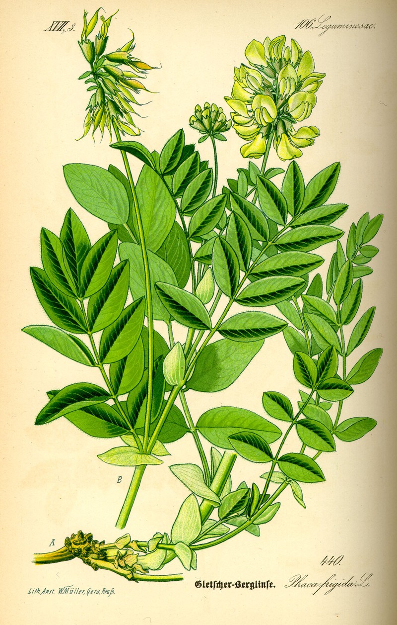 Astragalus frigidus photo 4