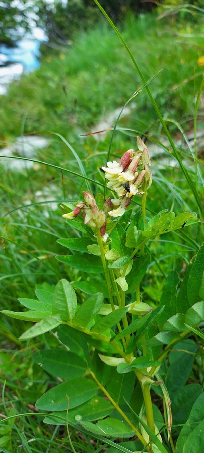 Astragalus frigidus photo 5