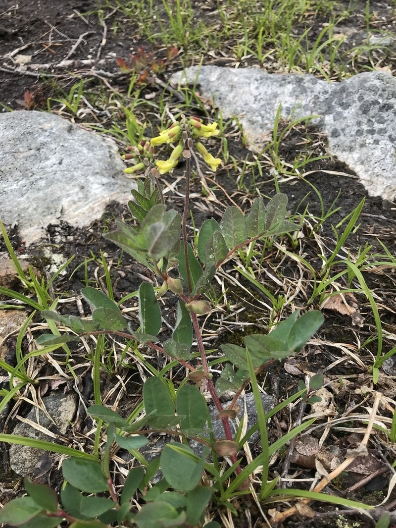 Astragalus frigidus photo 6