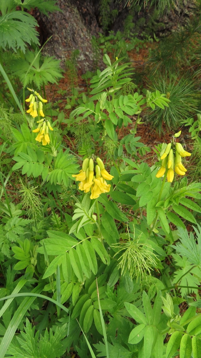 Astragalus frigidus photo 7