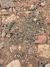 Astragalus froedinii