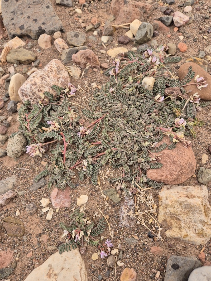 Astragalus froedinii