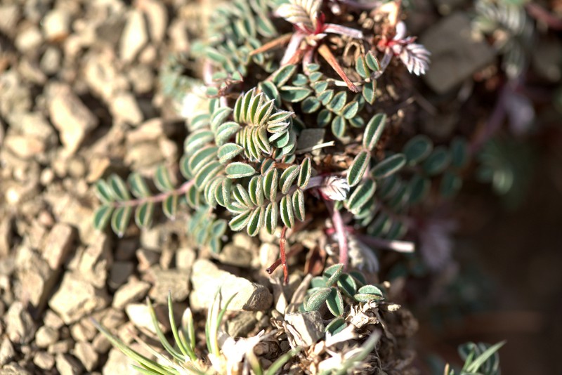 Astragalus froedinii photo 4