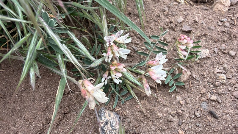 Astragalus froedinii photo 5