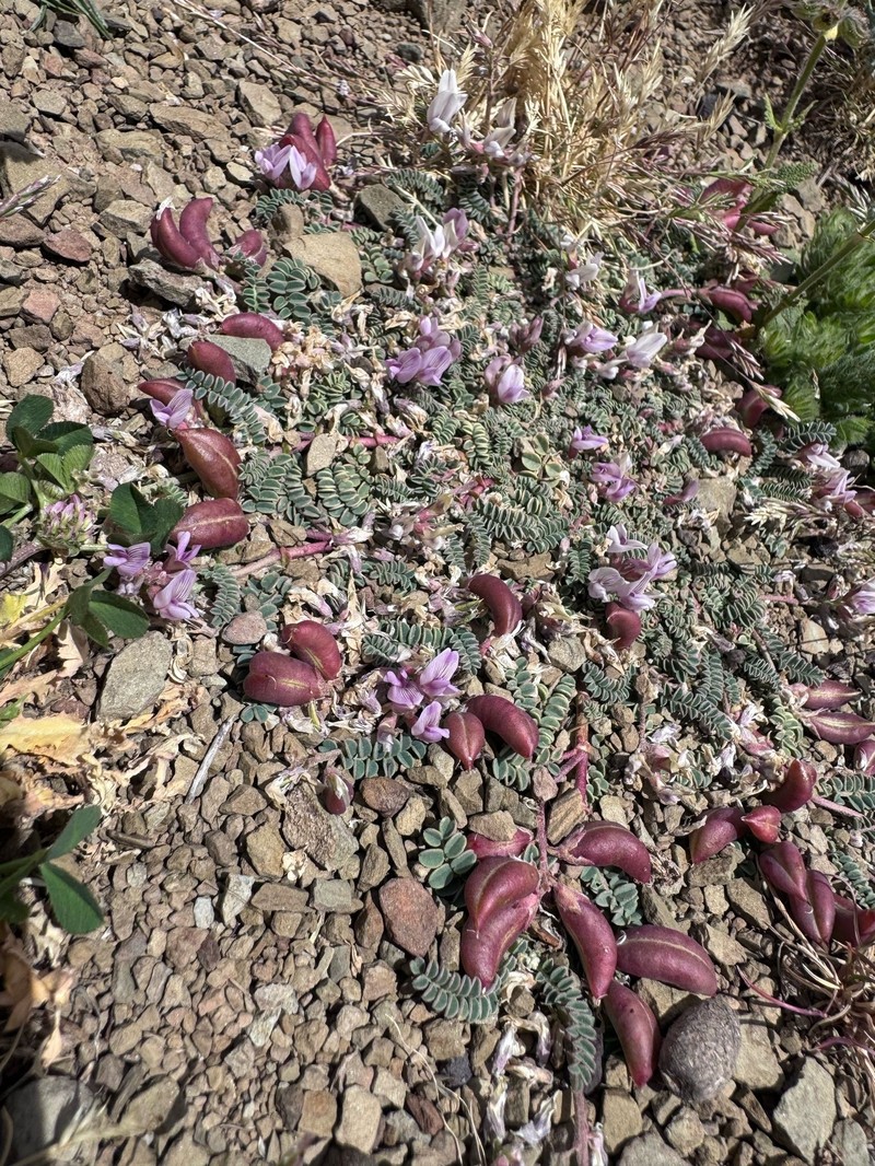 Astragalus froedinii photo 6