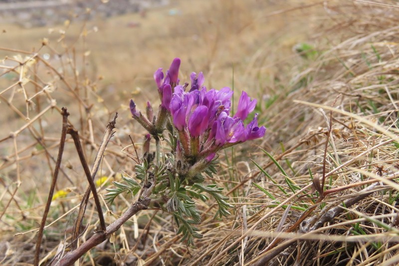 Astragalus fruticosus photo 2