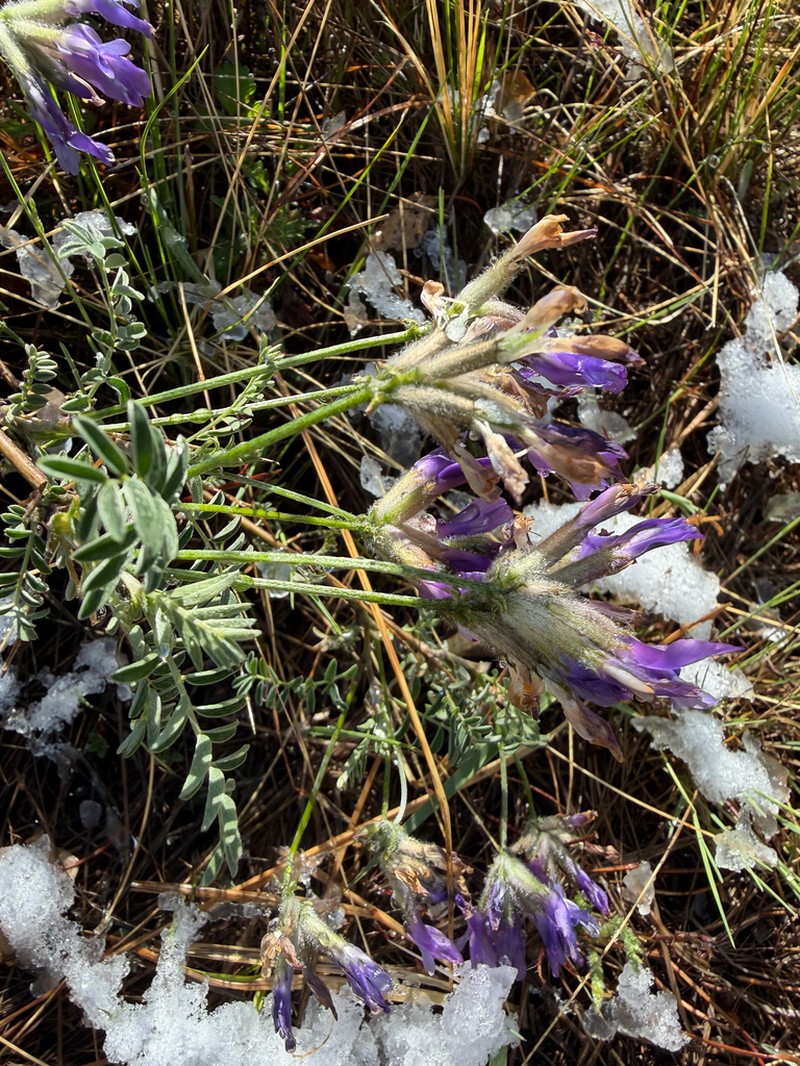Astragalus fruticosus photo 3