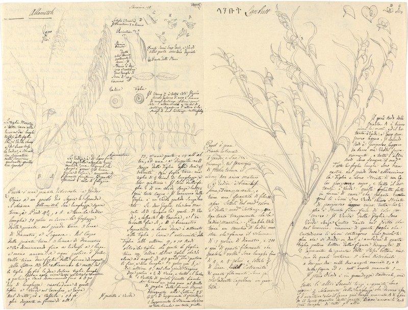 Astragalus fruticosus