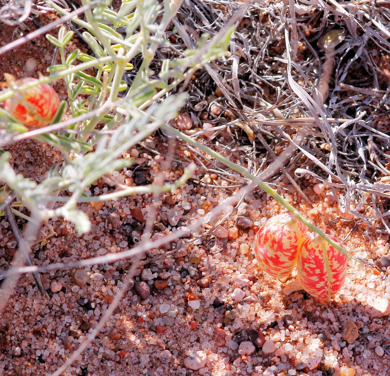 Hopi Milkvetch