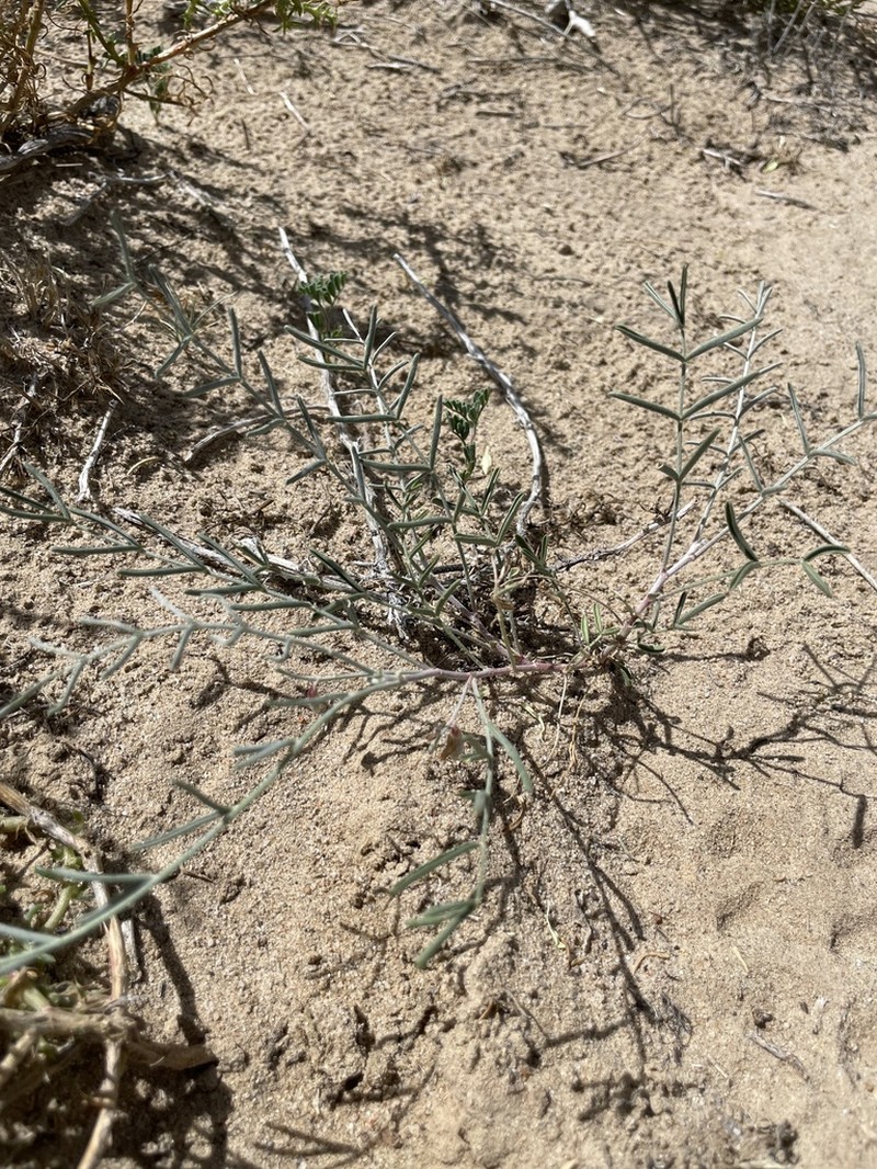 Hopi Milkvetch photo 2