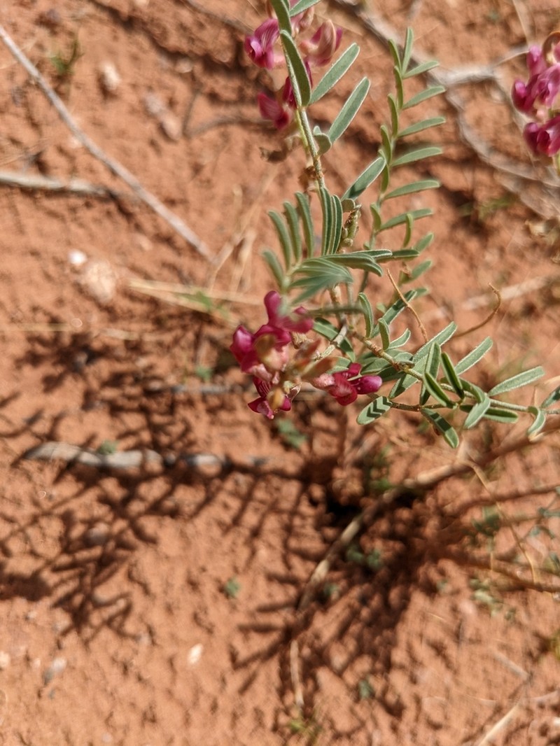 Hopi Milkvetch photo 3