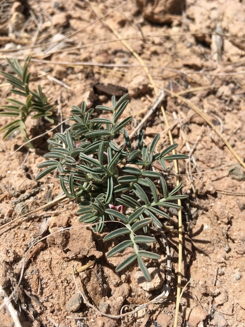 Hopi Milkvetch photo 4