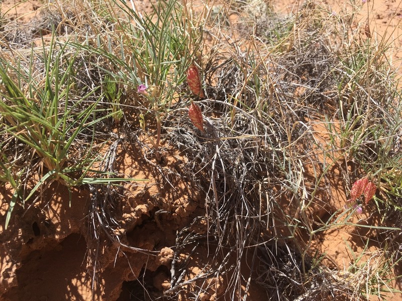 Hopi Milkvetch photo 5