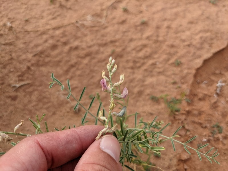 Hopi Milkvetch photo 6