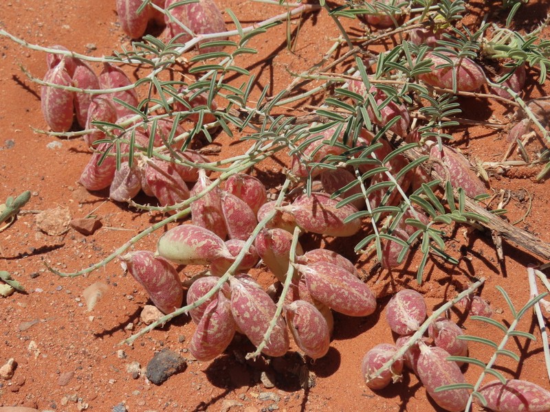 Hopi Milkvetch photo 7