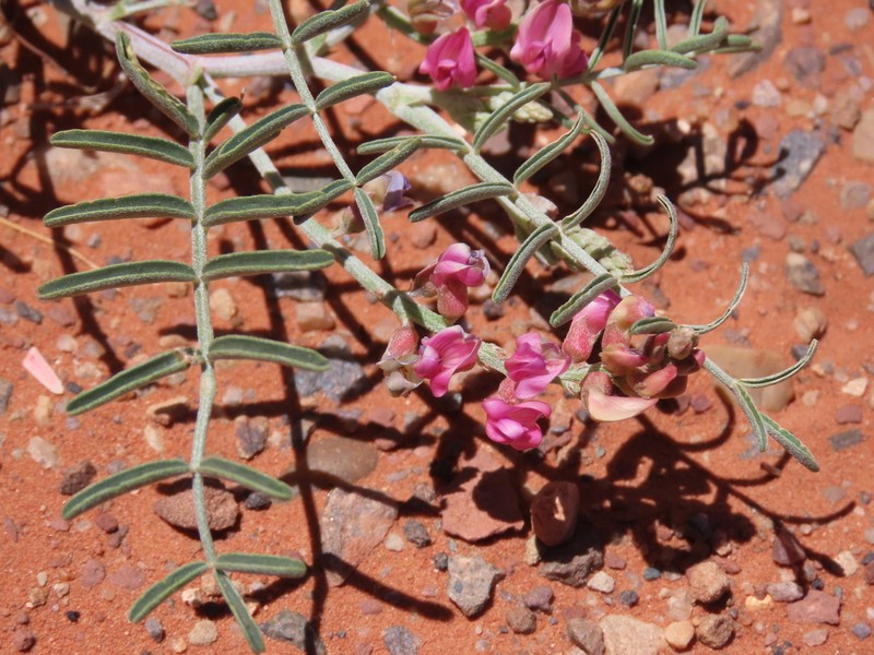 Hopi Milkvetch photo 8