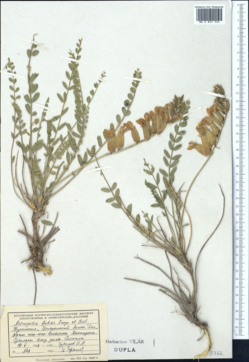 Astragalus fuhsii