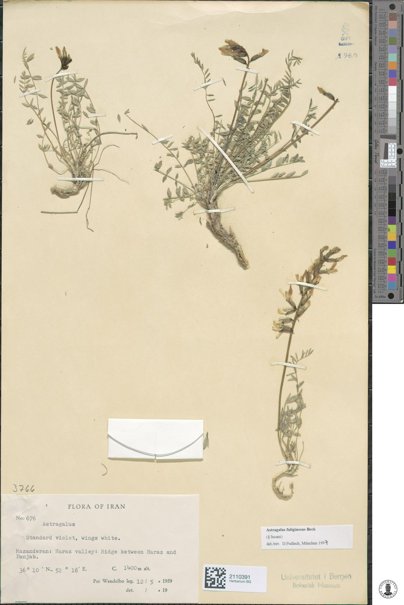 Astragalus fuliginosus