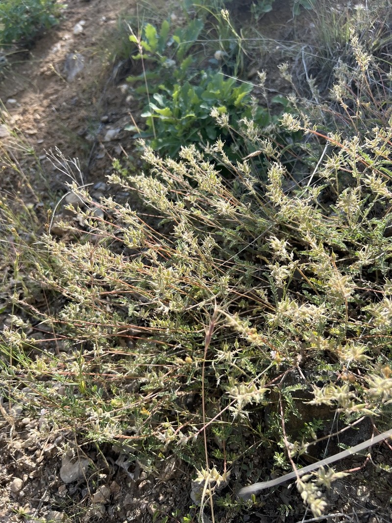 Astragalus fumosus