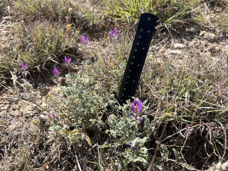 Astragalus fumosus photo 2