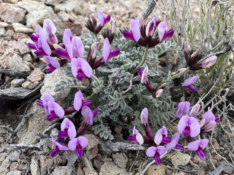 Funeral Mountain Milkvetch photo 3