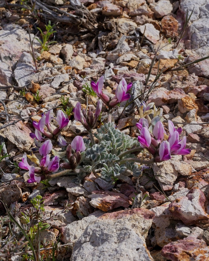 Funeral Mountain Milkvetch photo 5