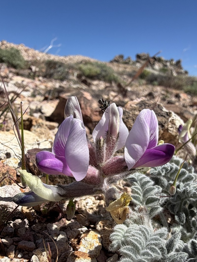 Funeral Mountain Milkvetch photo 6