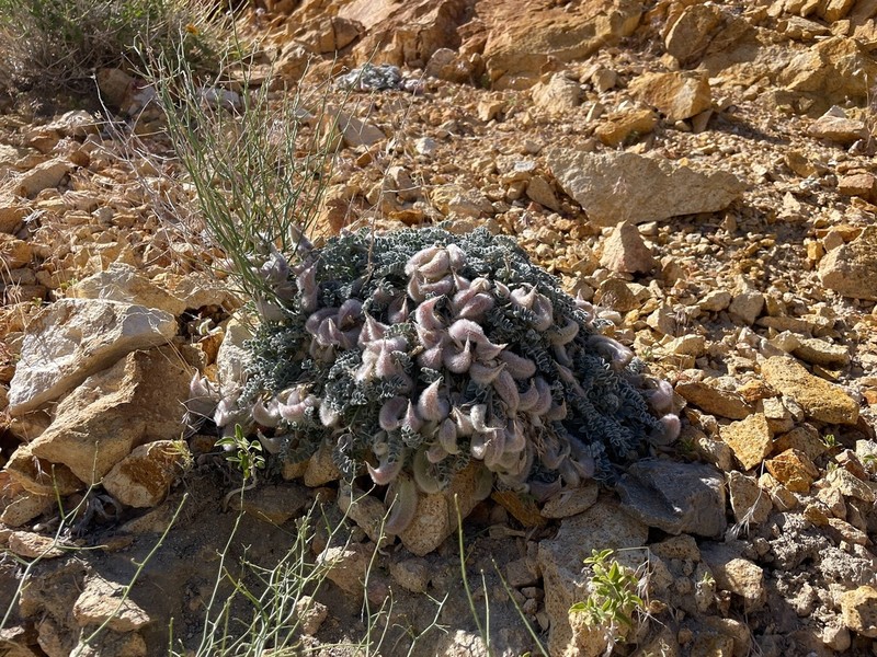 Funeral Mountain Milkvetch photo 7