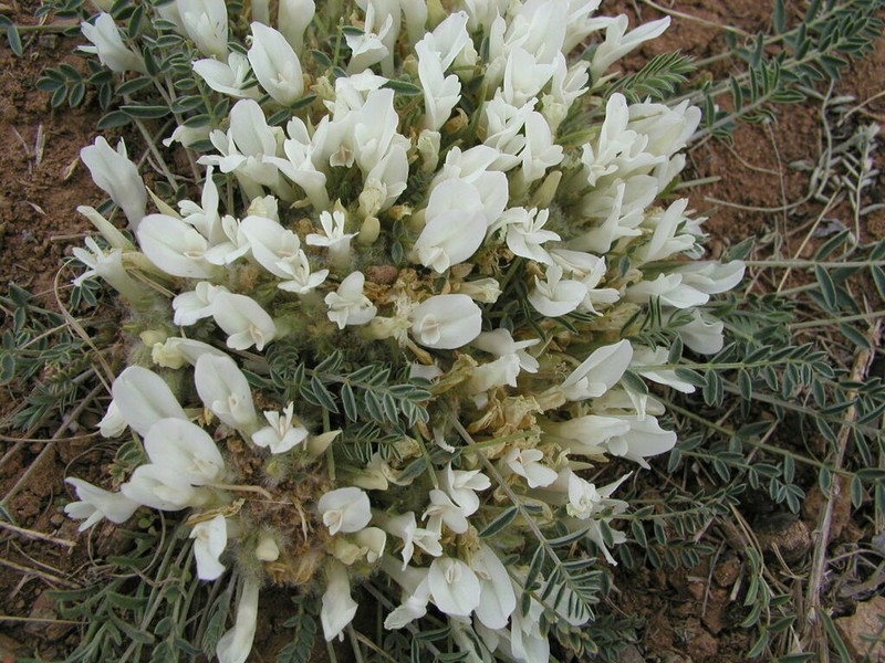 Astragalus galactites photo 2