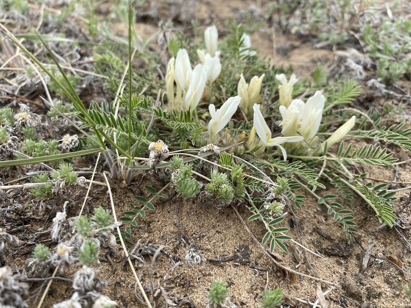 Astragalus galactites photo 3