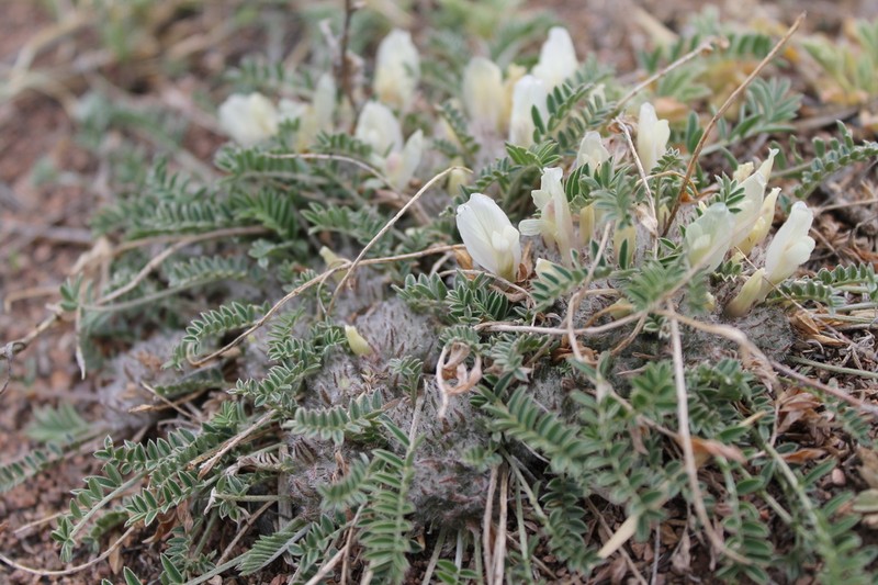 Astragalus galactites photo 4