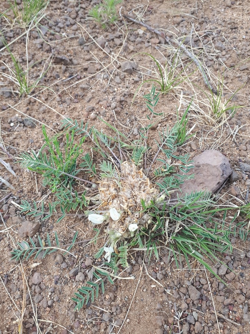 Astragalus galactites photo 5