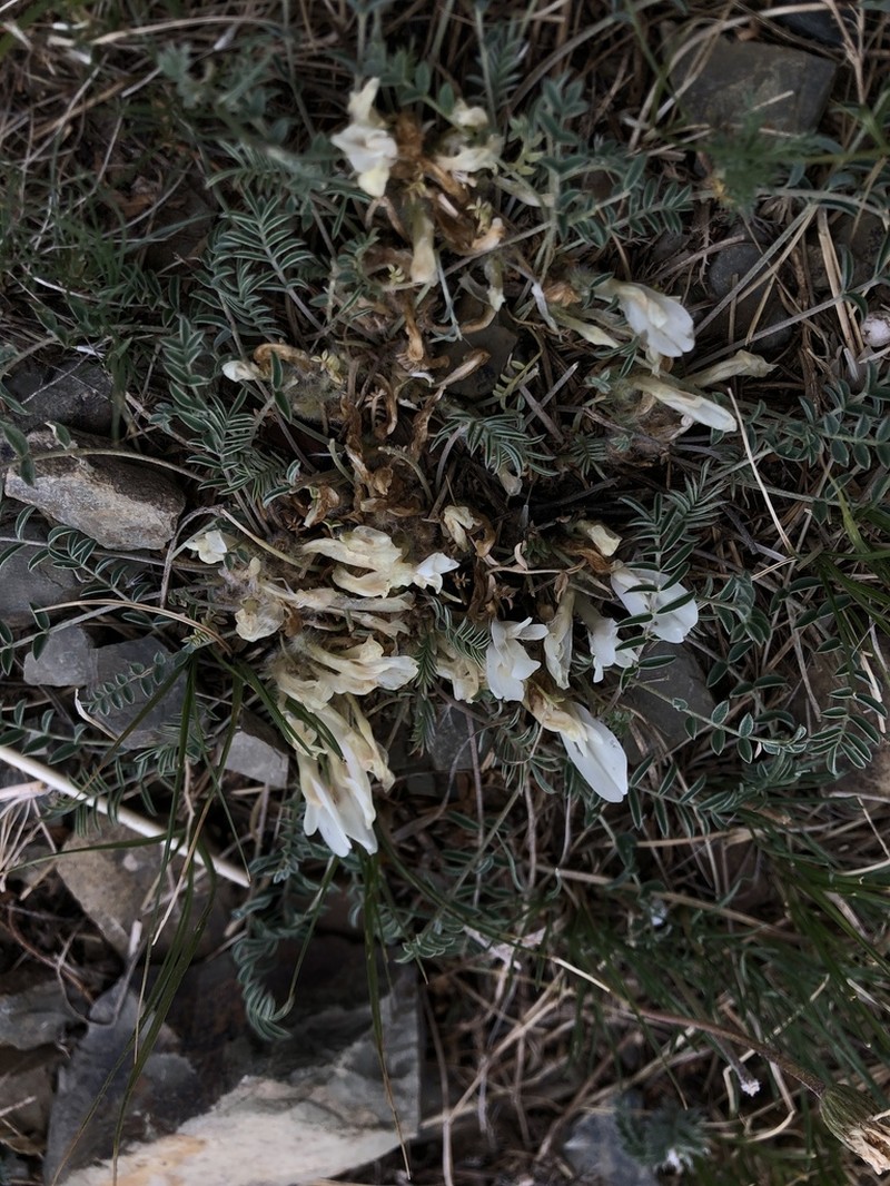 Astragalus galactites photo 6