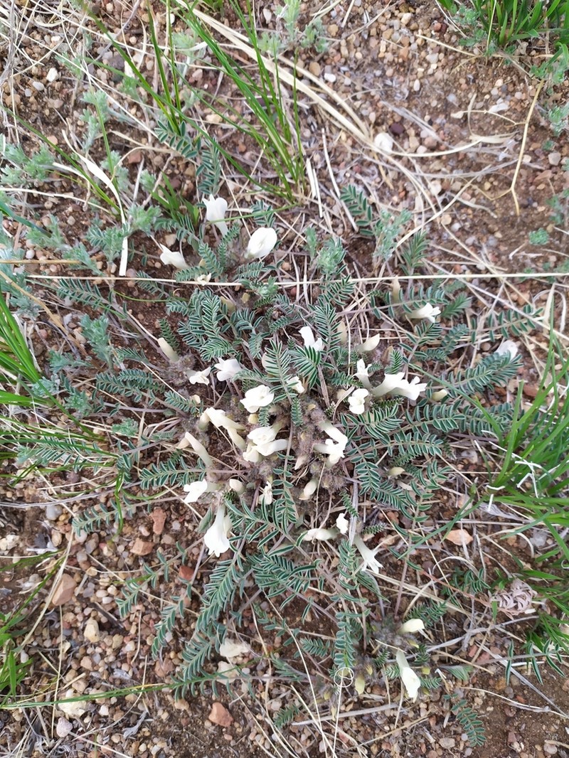 Astragalus galactites photo 7