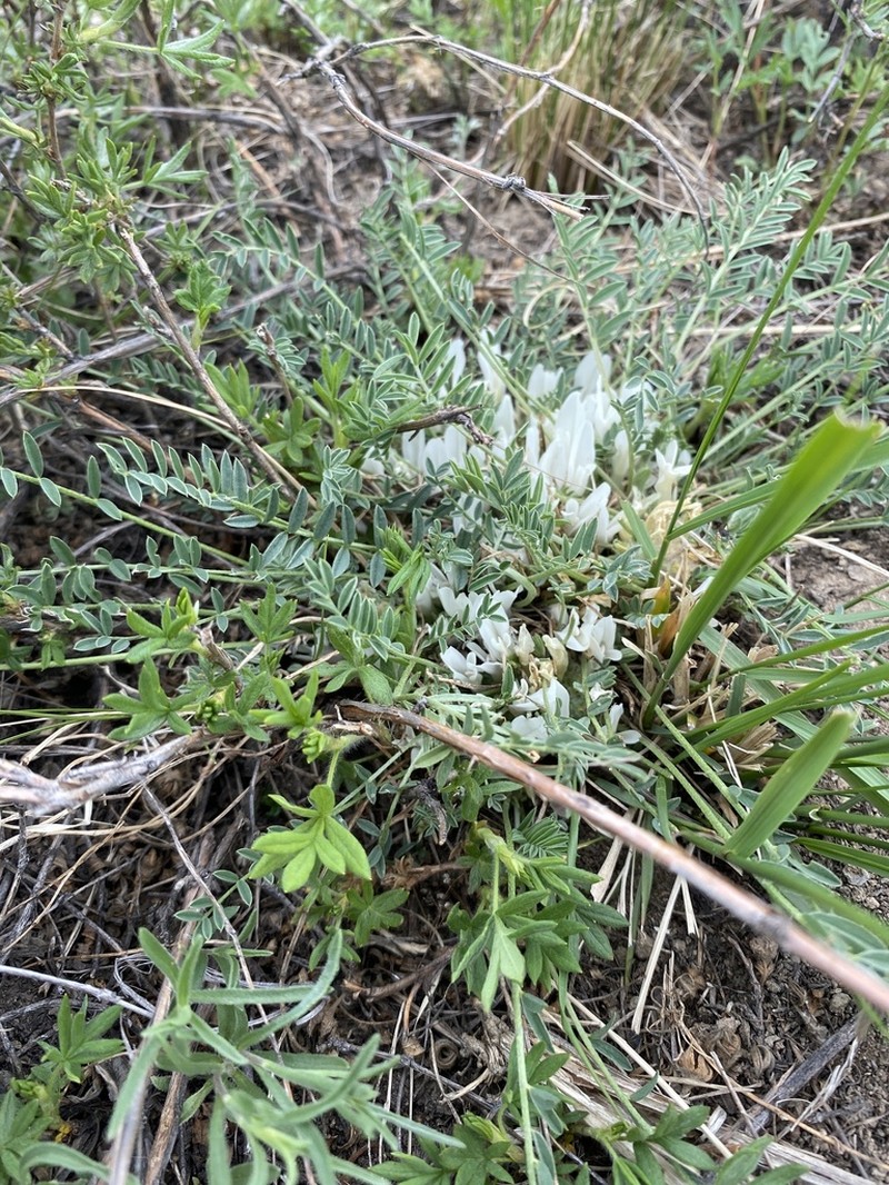 Astragalus galactites photo 8