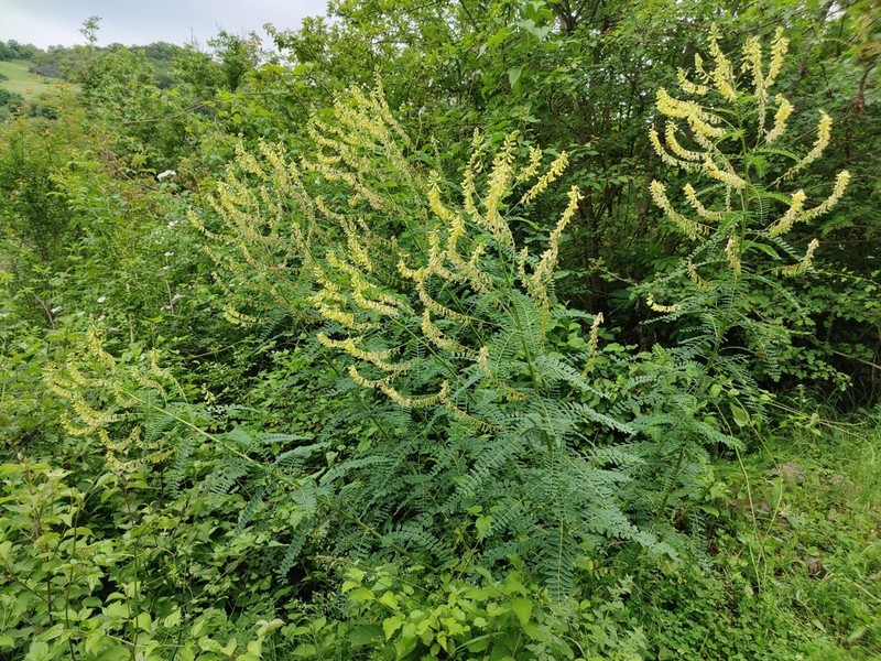 Astragalus galegiformis photo 2