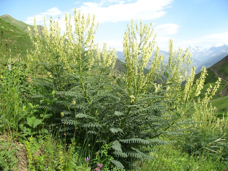 Astragalus galegiformis photo 3