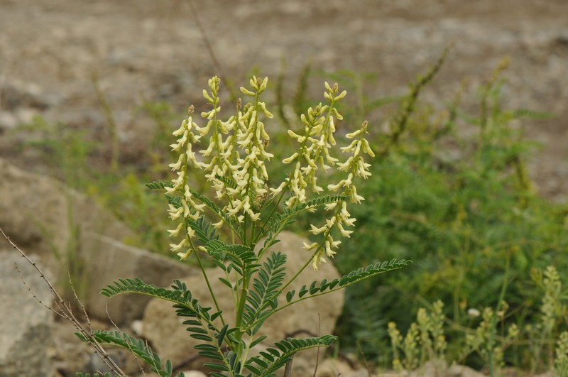 Astragalus galegiformis photo 4