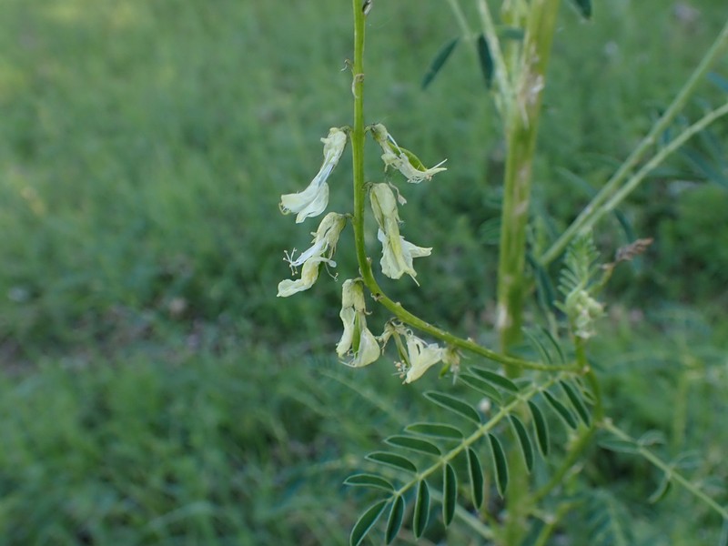 Astragalus galegiformis photo 5