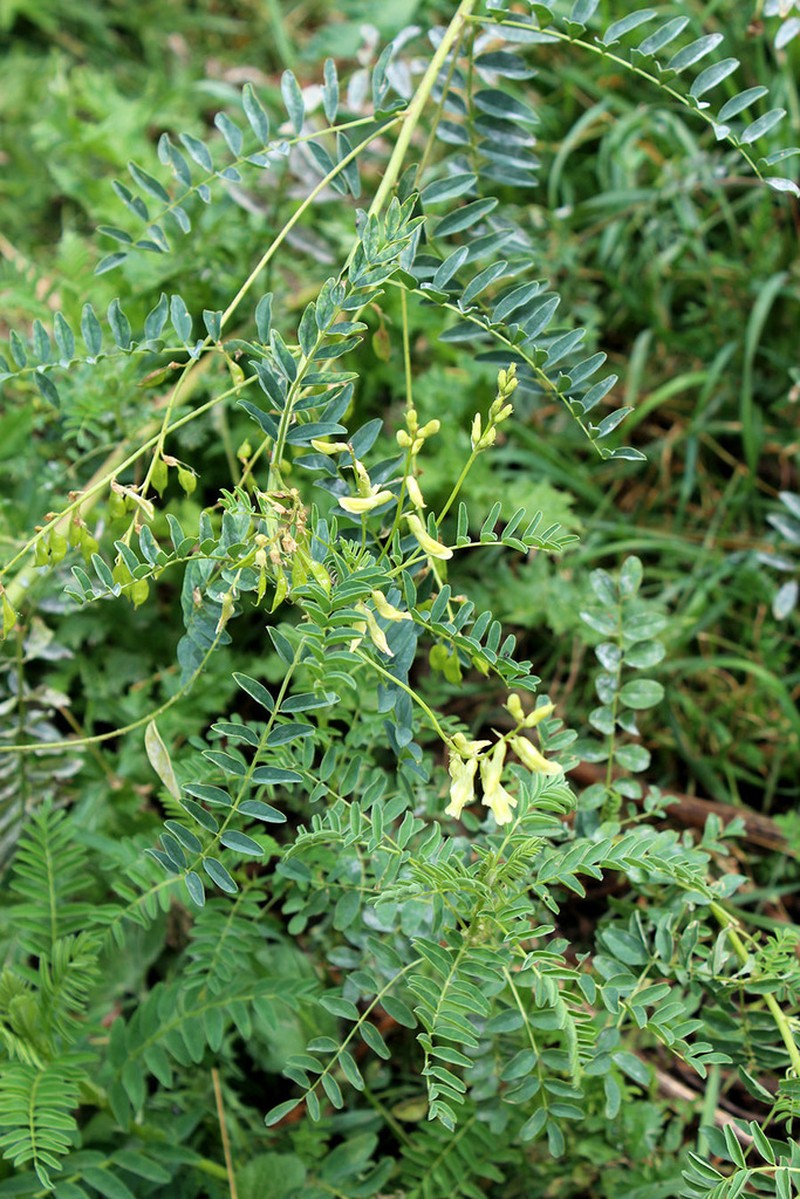 Astragalus galegiformis photo 6