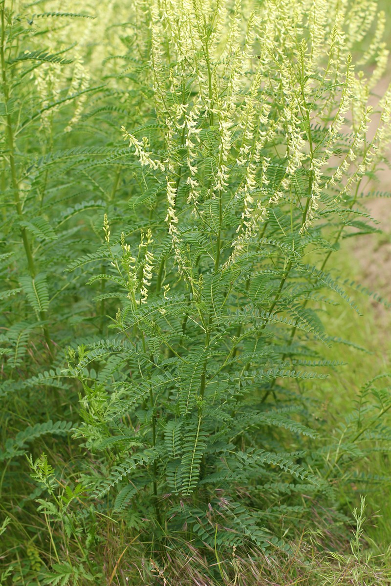 Astragalus galegiformis photo 7