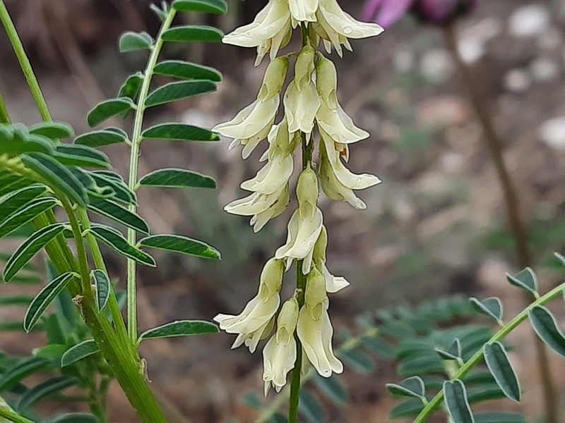Astragalus galegiformis photo 8