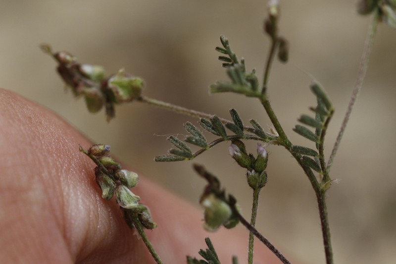 Gambel's Dwarf Milkvetch photo 3