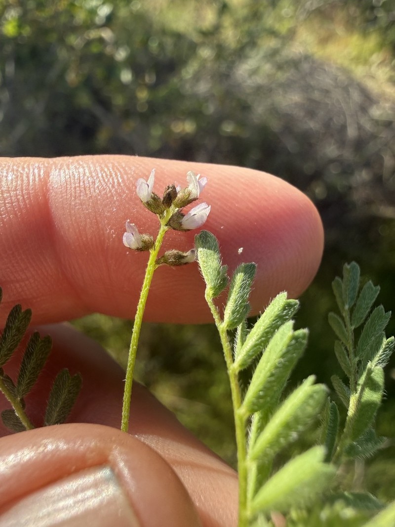 Gambel's Dwarf Milkvetch photo 4